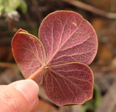 Oxalis truncatula