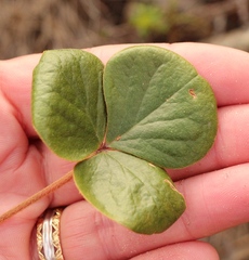 Oxalis truncatula