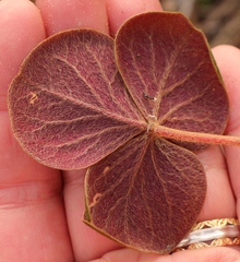 Oxalis truncatula