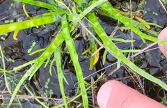 Eryngium montereyense