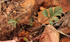 Pelargonium ocellatum