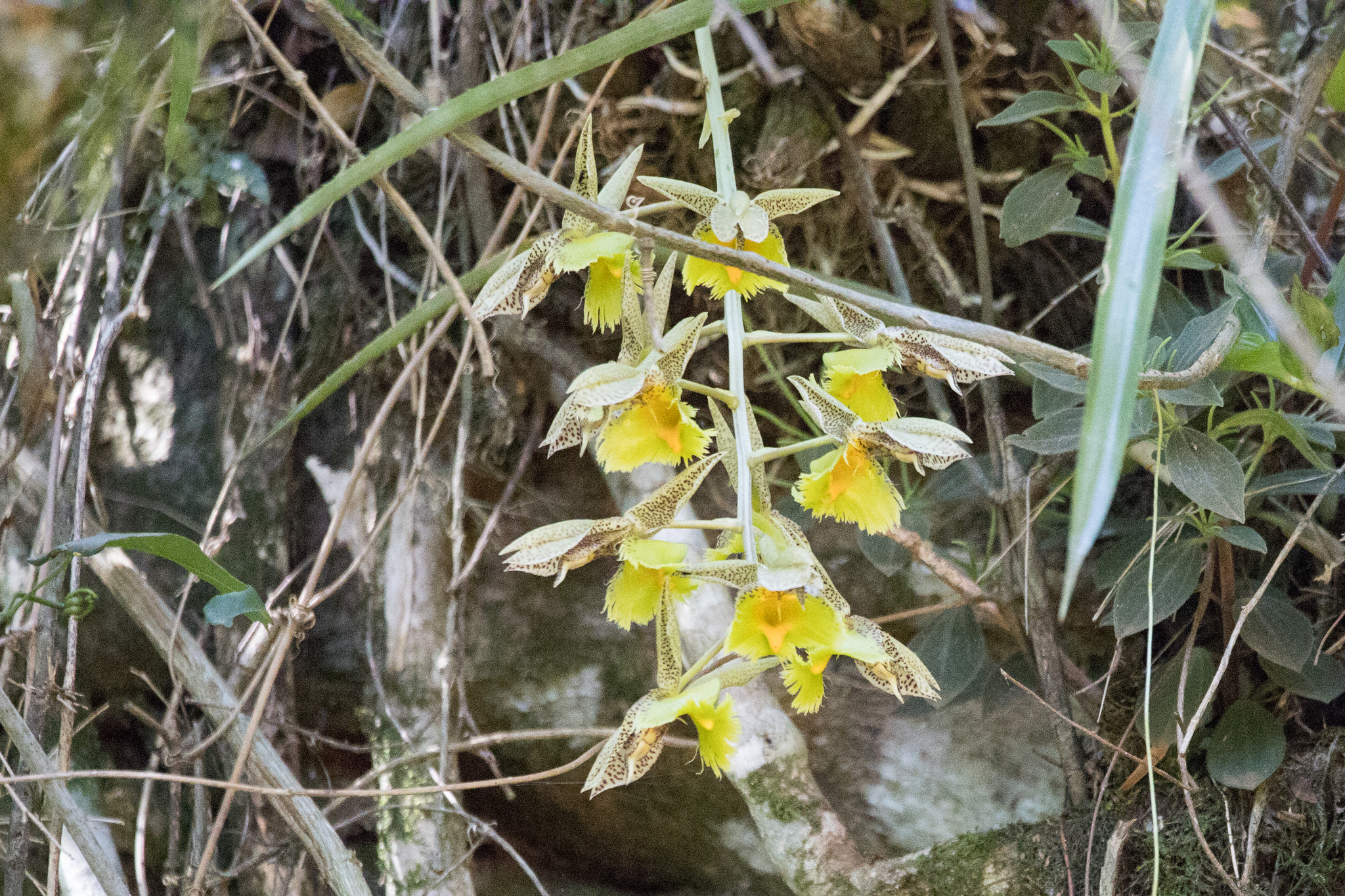 Imagem de Orquídea Cola-de-sapateiro