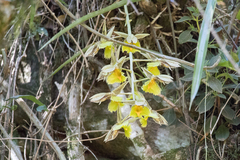 Catasetum fimbriatum