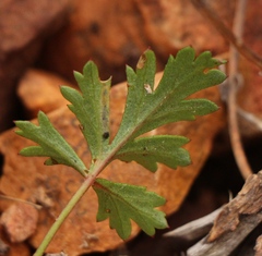 Pelargonium ocellatum