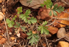 Pelargonium ocellatum