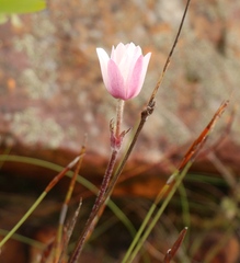 Knowltonia tenuifolia