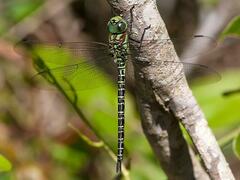 Coryphaeschna ingens