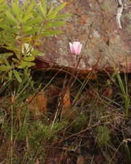 Knowltonia tenuifolia