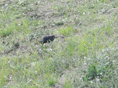 Molothrus bonariensis