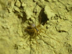 Nesticus
