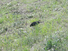 Molothrus bonariensis