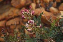 Lessertia pauciflora