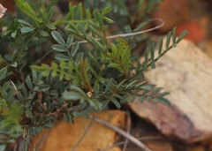 Lessertia pauciflora