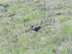 Molothrus bonariensis