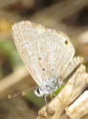 Hemiargus hanno
