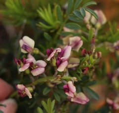 Lessertia pauciflora