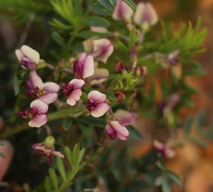 Lessertia pauciflora