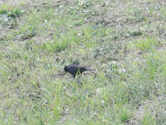 Molothrus bonariensis