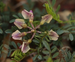 Lessertia pauciflora