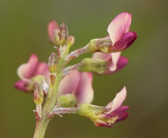 Lessertia pauciflora