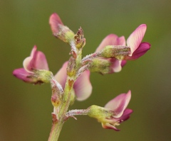 Lessertia pauciflora