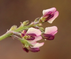 Lessertia pauciflora