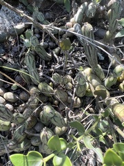 Baculellum articulatum