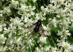Cheilosia pagana