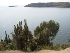 Trichocereus