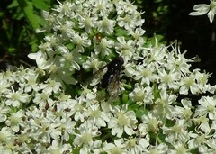 Cheilosia pagana