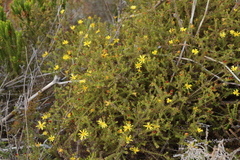 Cullumia setosa setosa