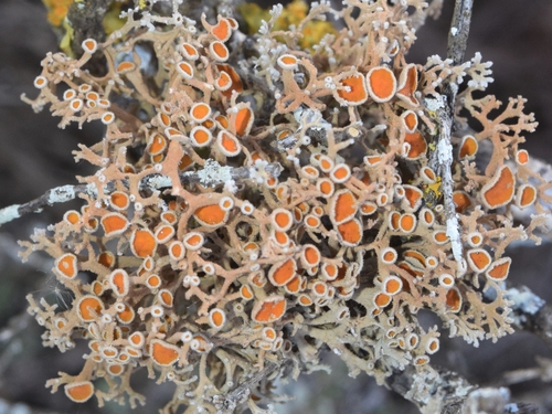 Seirophora