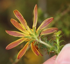 Cullumia setosa setosa