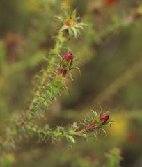 Cullumia setosa setosa