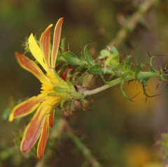 Cullumia setosa setosa