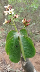 Jatropha macrocarpa