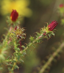 Cullumia setosa setosa