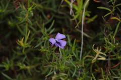 Viola decumbens