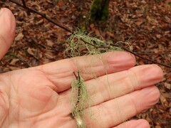 Usnea trichodea