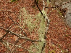 Usnea trichodea