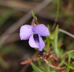 Viola decumbens
