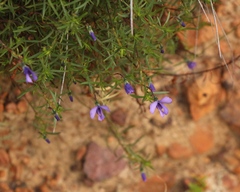 Viola decumbens