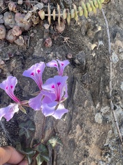 Pelargonium peltatum