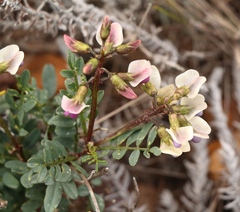 Lessertia pauciflora