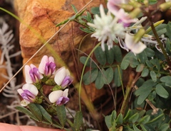 Lessertia pauciflora