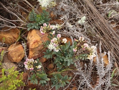 Lessertia pauciflora