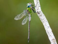 Coryphaeschna adnexa