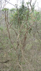 Jatropha macrocarpa