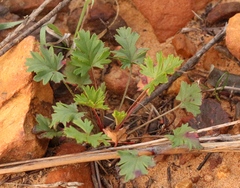 Pelargonium ocellatum