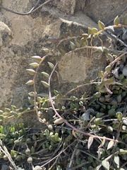 Curio radicans